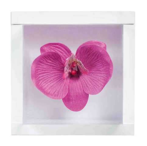Damango.de zu Ostern das Geschenk Lotusblüte / Orchideenblüte